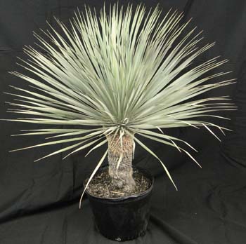 yucca-rostrata-beaked-yucca