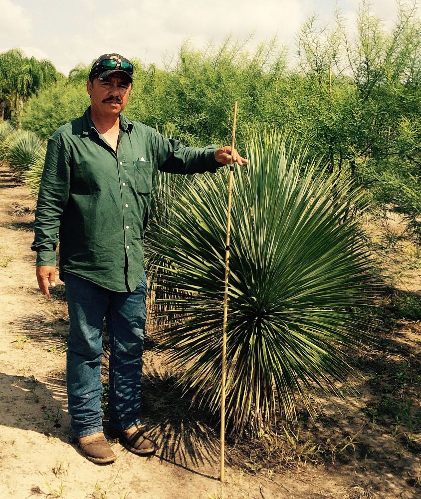 yucca-rostrata-beaked-yucca