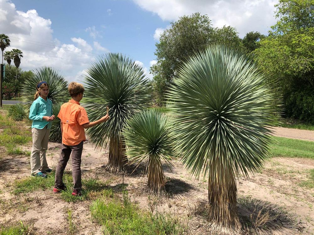 yucca-rostrata-beaked-yucca