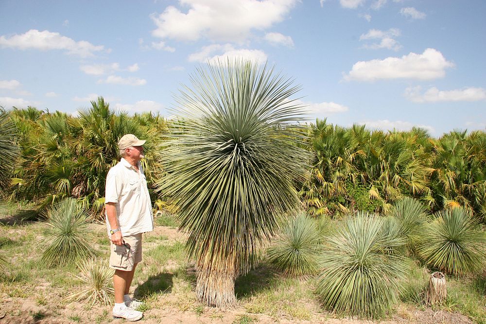yucca-rostrata-beaked-yucca