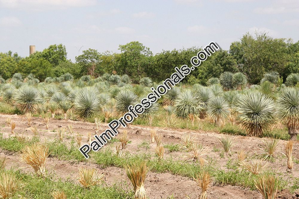 yucca-rostrata-beaked-yucca