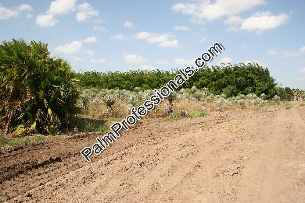 yucca-rostrata-beaked-yucca
