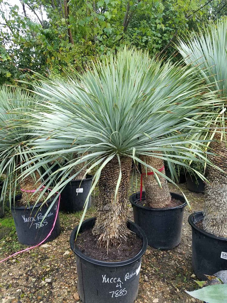 yucca-rostrata-beaked-yucca