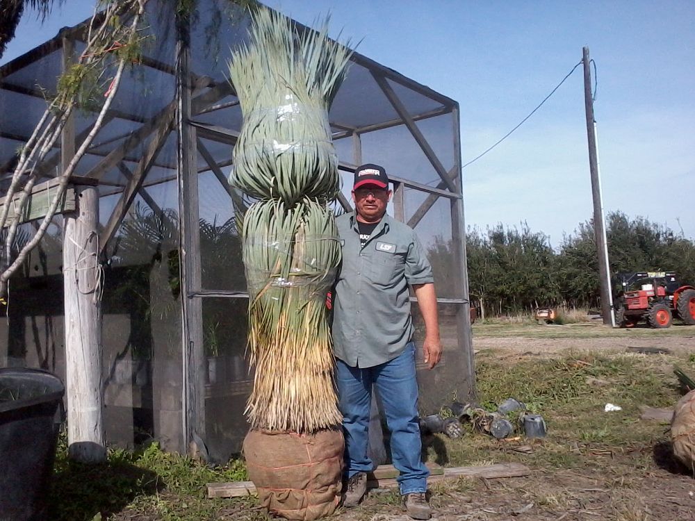 yucca-rostrata-beaked-yucca
