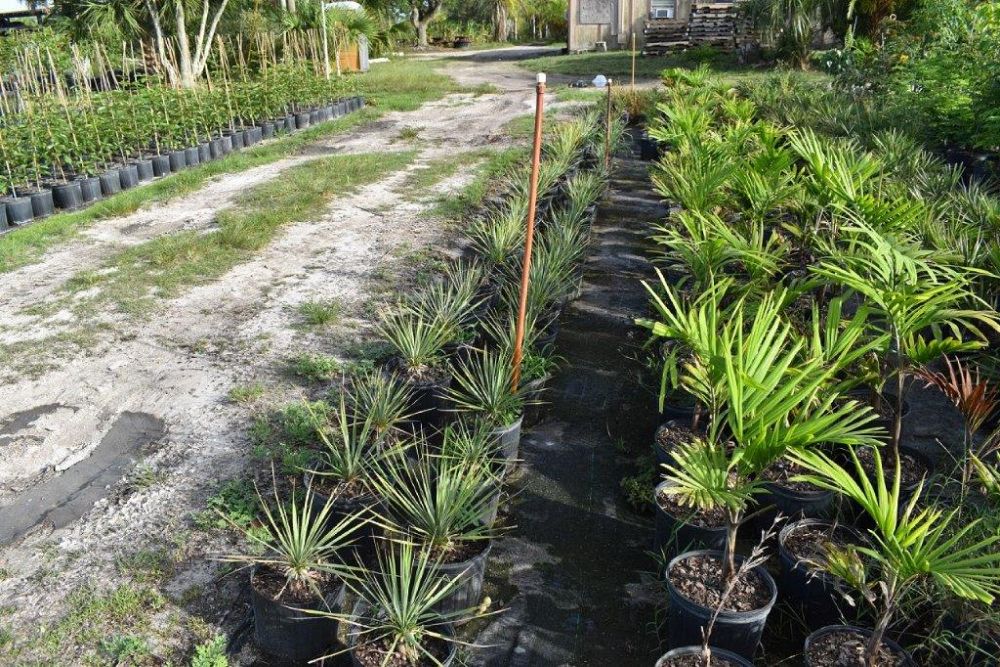 yucca-rostrata-beaked-yucca