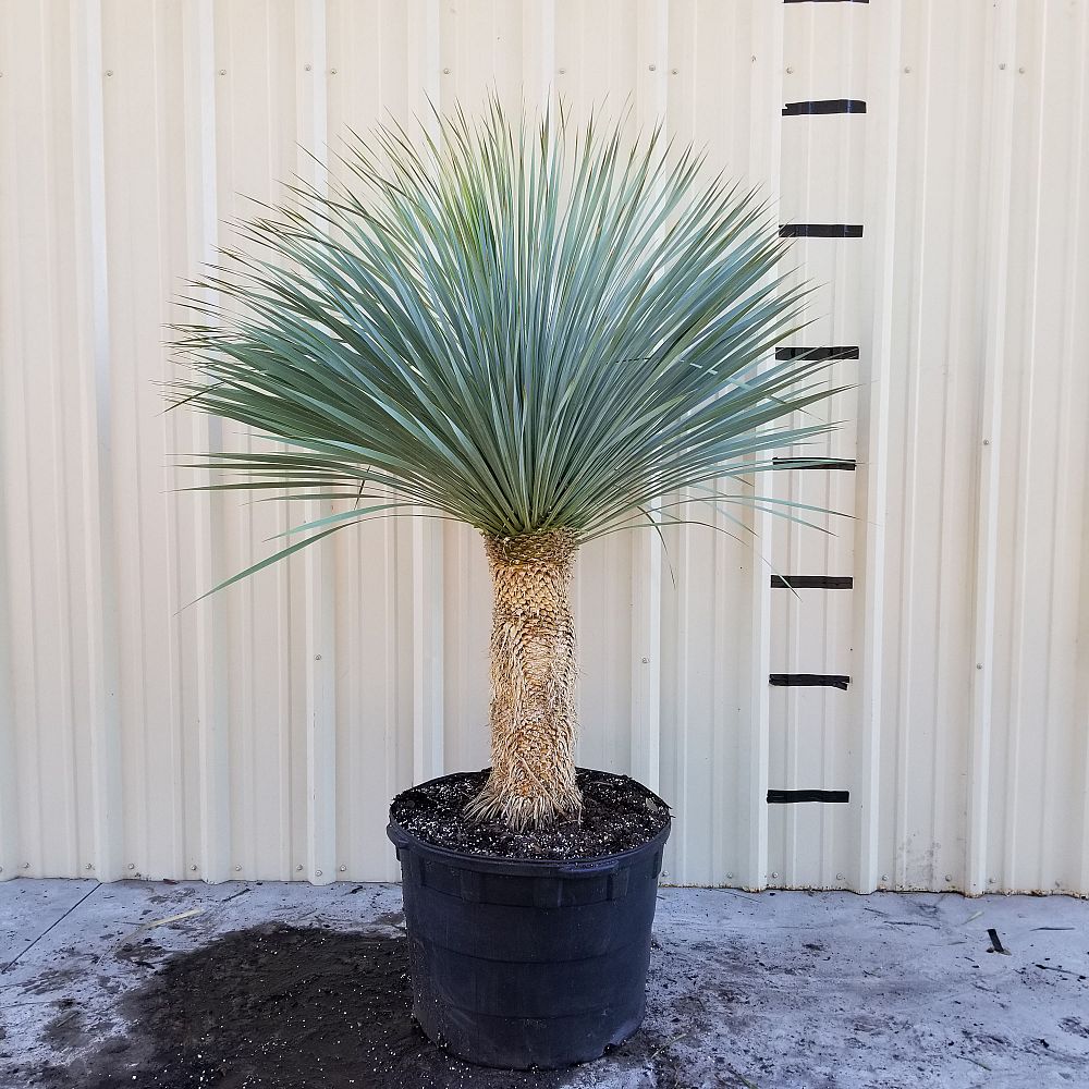 yucca-rostrata-beaked-yucca