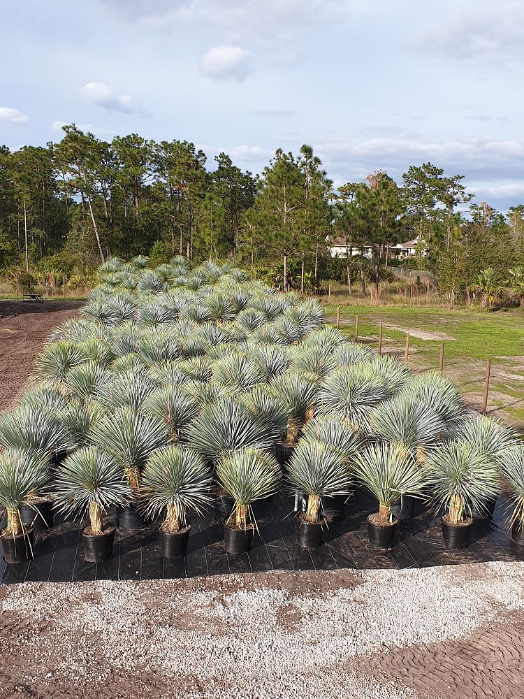 yucca-rostrata-beaked-yucca