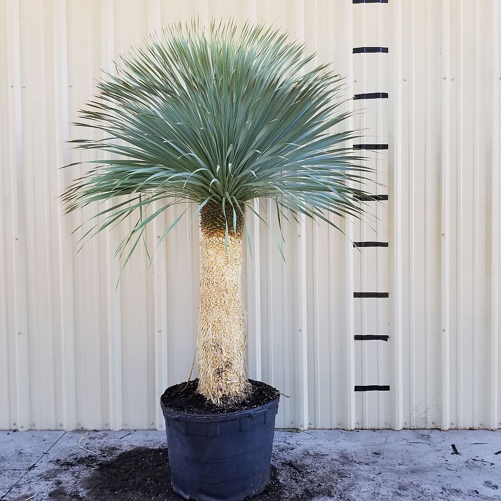 yucca-rostrata-beaked-yucca