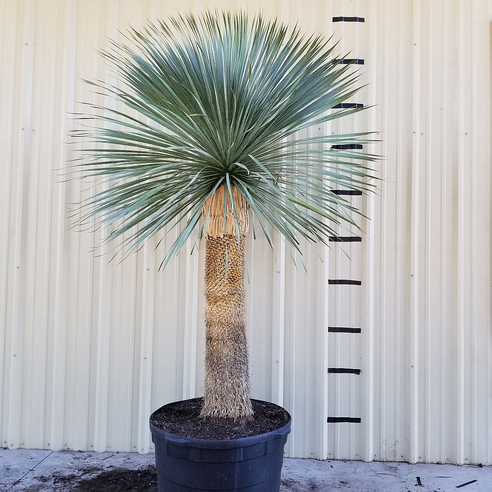 yucca-rostrata-beaked-yucca