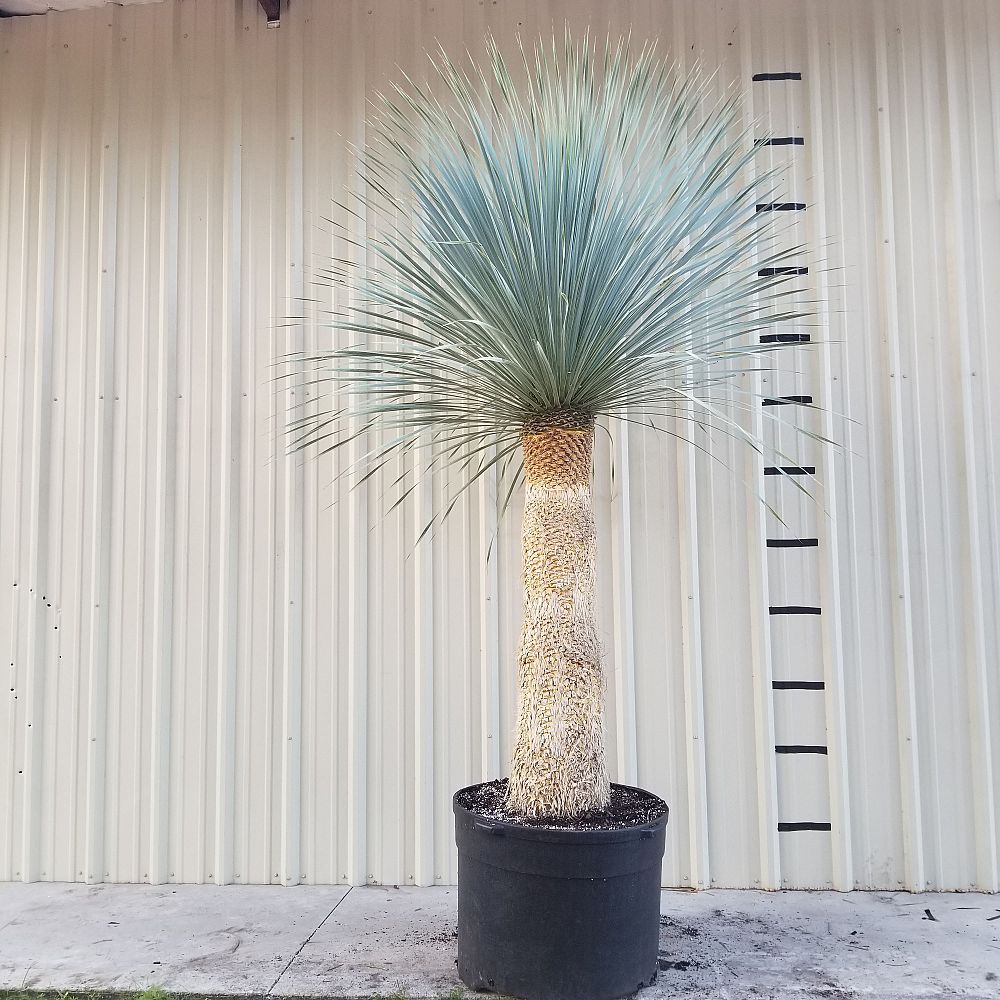 yucca-rostrata-beaked-yucca