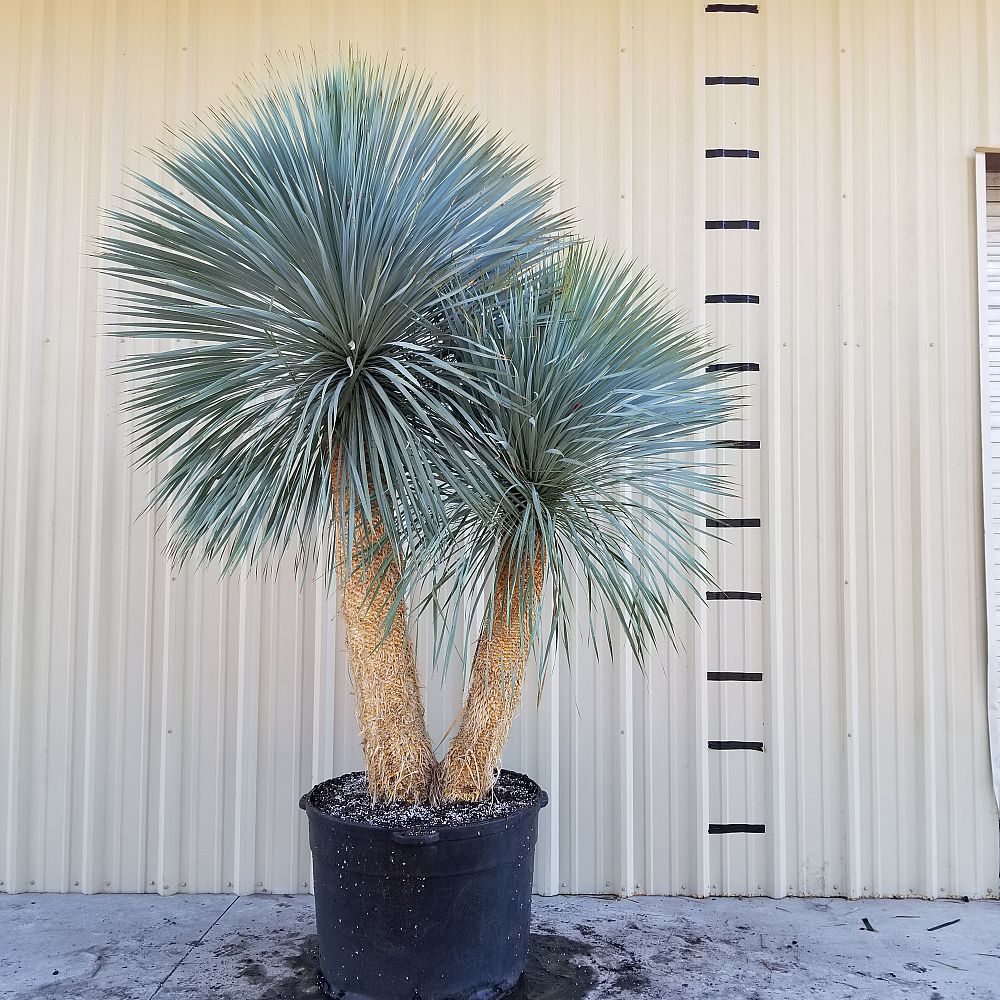 yucca-rostrata-beaked-yucca