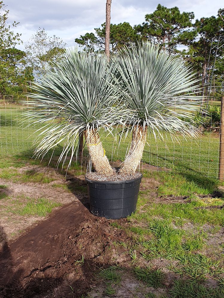 yucca-rostrata-beaked-yucca