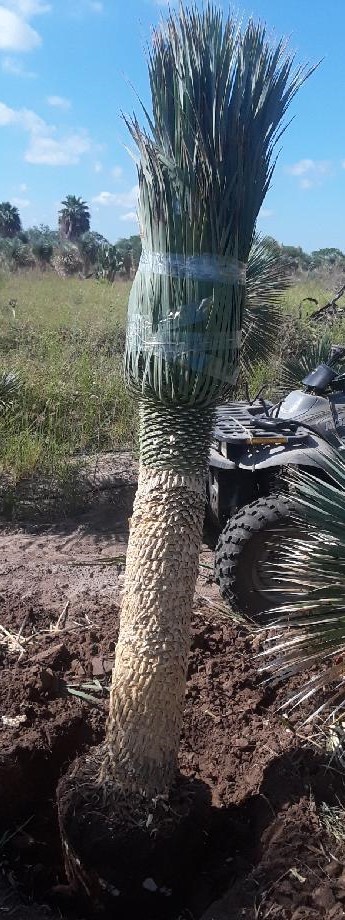 yucca-rostrata-beaked-yucca