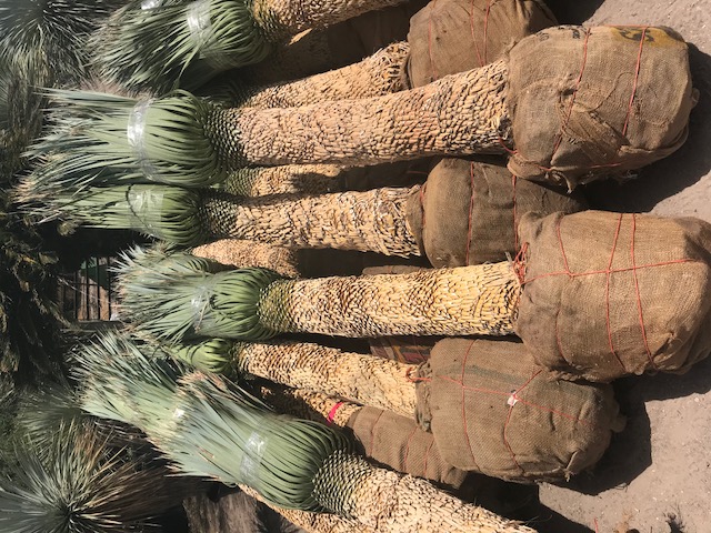 yucca-rostrata-beaked-yucca