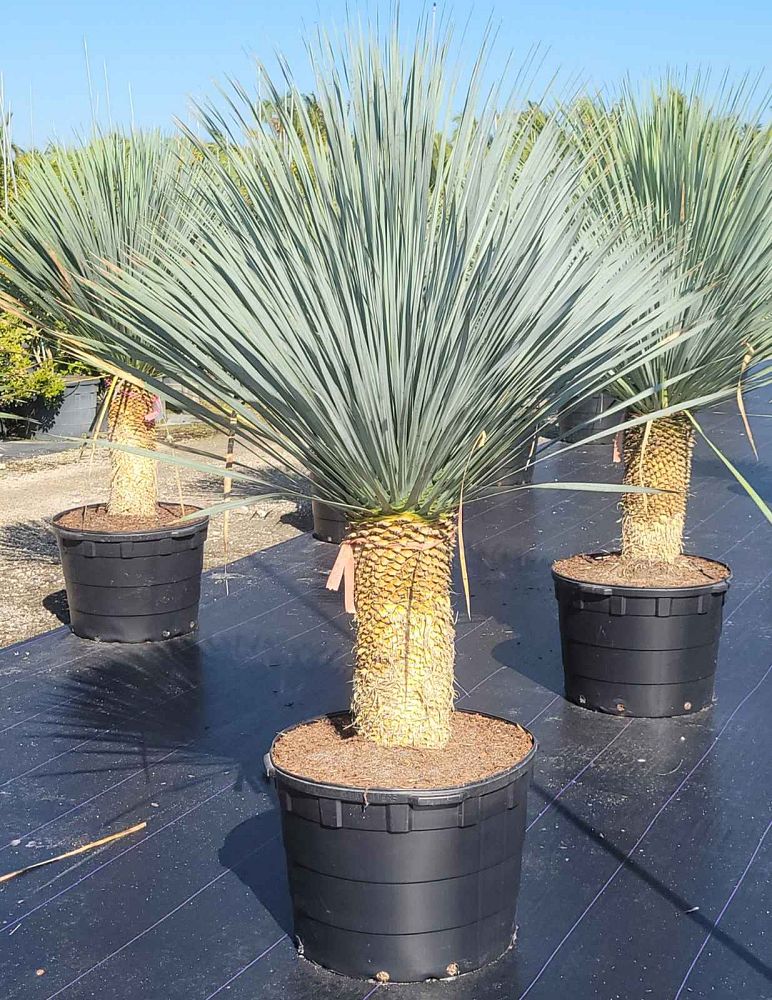 yucca-rostrata-beaked-yucca
