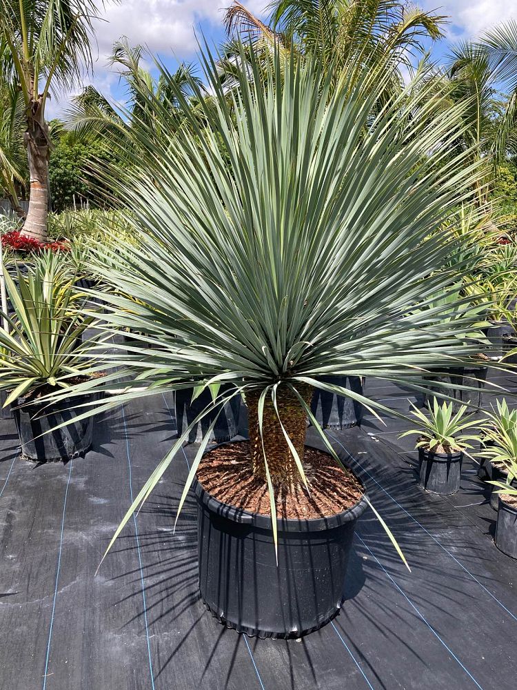 yucca-rostrata-beaked-yucca