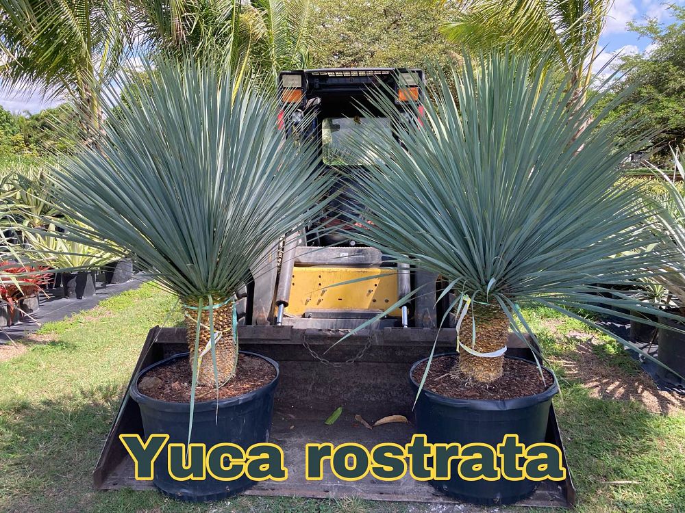 yucca-rostrata-beaked-yucca