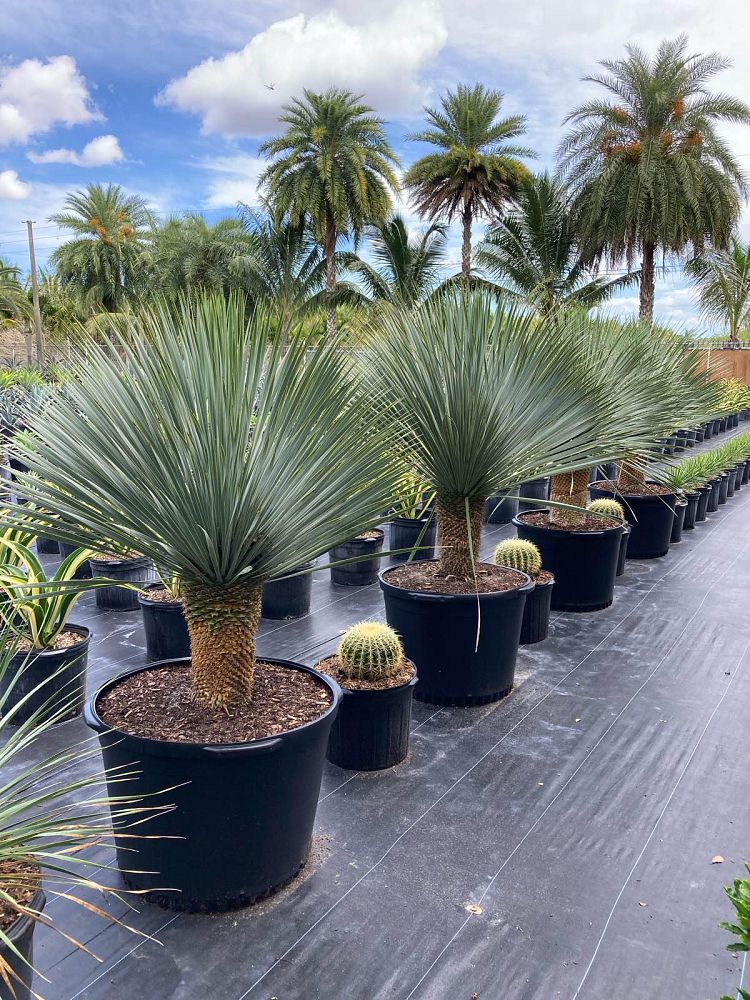 yucca-rostrata-beaked-yucca