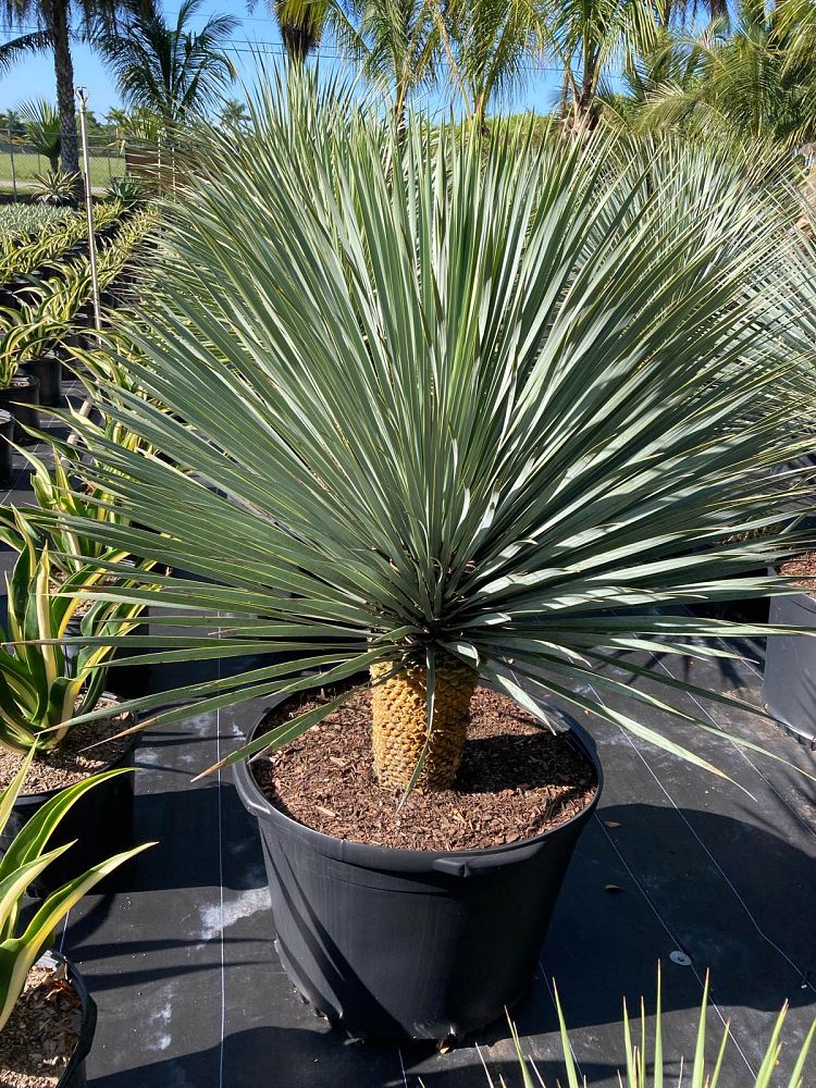 yucca-rostrata-beaked-yucca