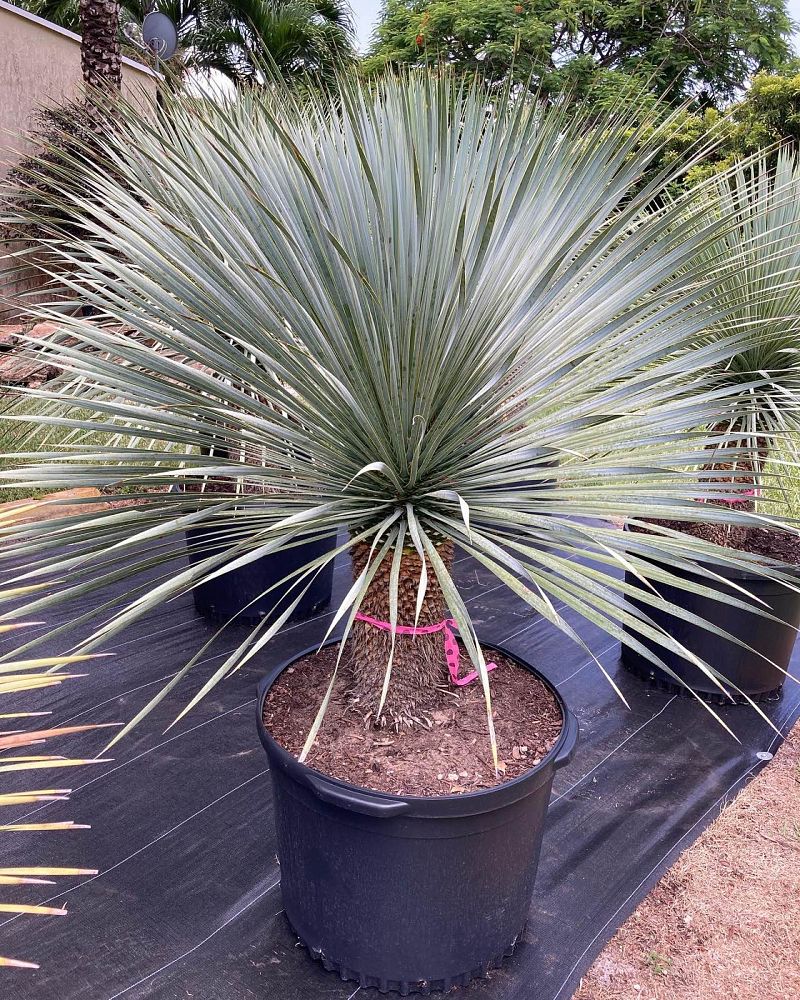 yucca-rostrata-beaked-yucca