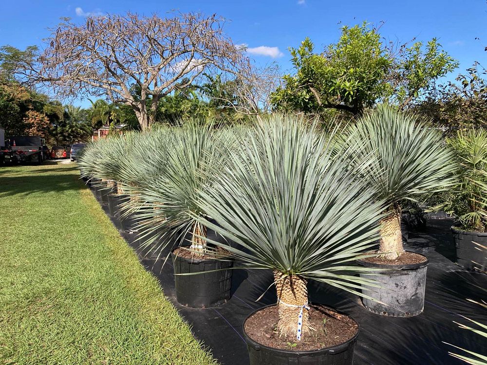 yucca-rostrata-beaked-yucca