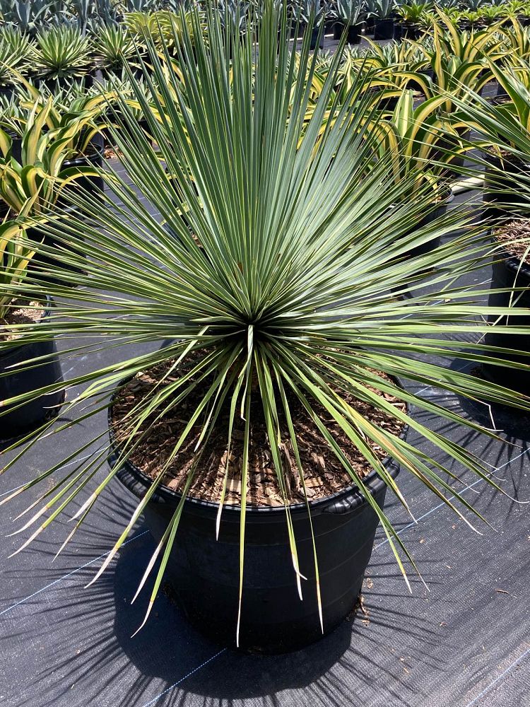 yucca-rostrata-beaked-yucca