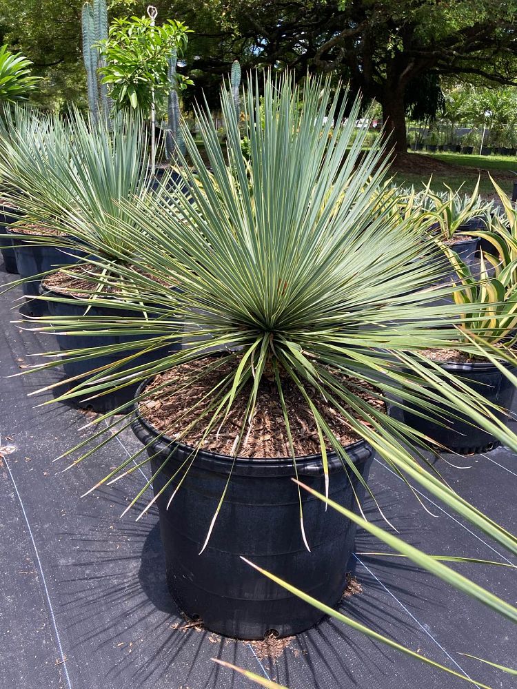 yucca-rostrata-beaked-yucca