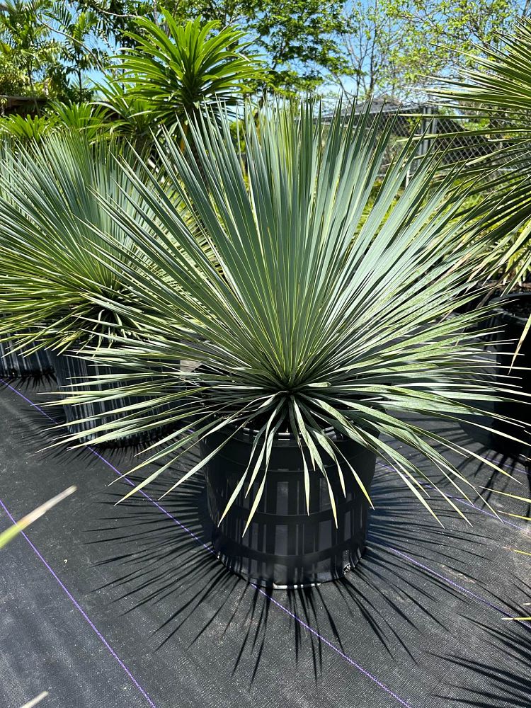 yucca-rostrata-beaked-yucca