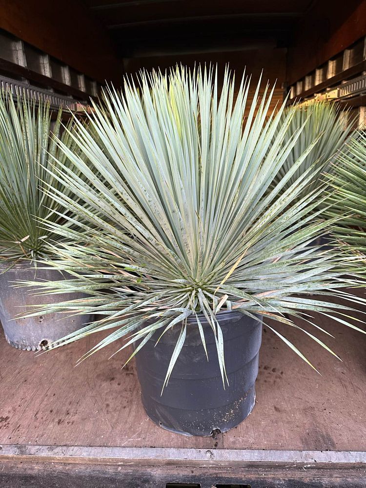 yucca-rostrata-beaked-yucca