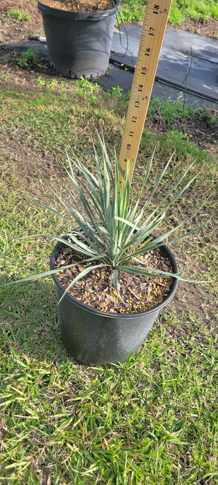 yucca-rostrata-beaked-yucca