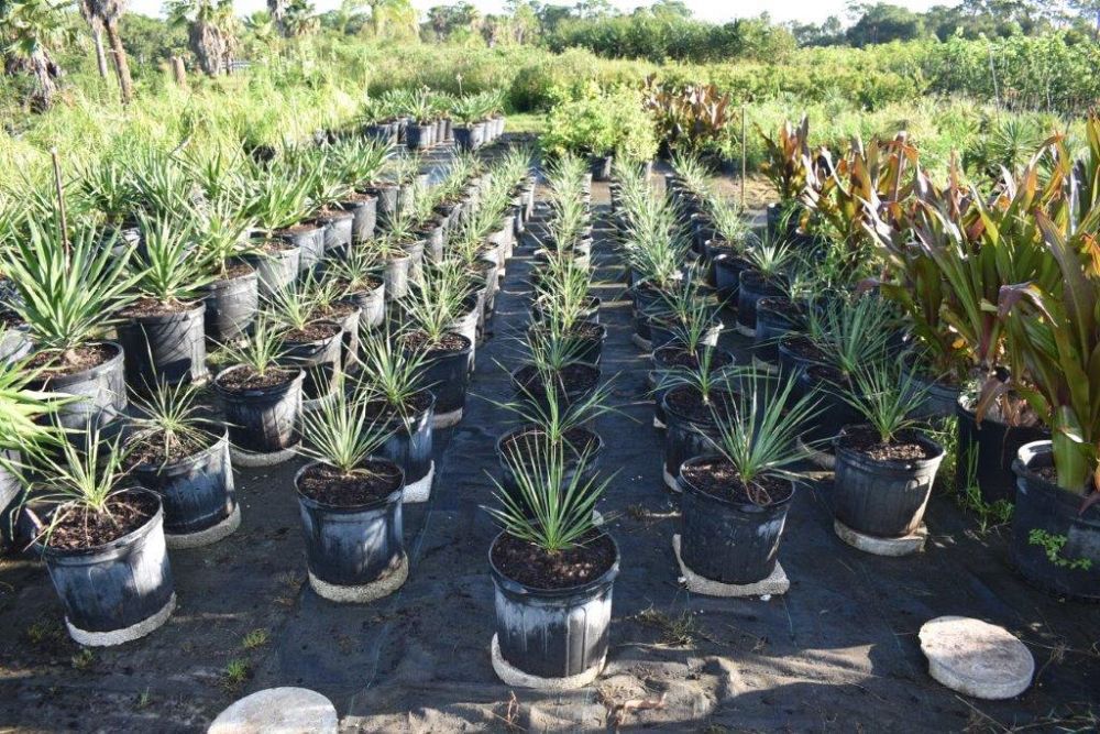 yucca-rostrata-beaked-yucca