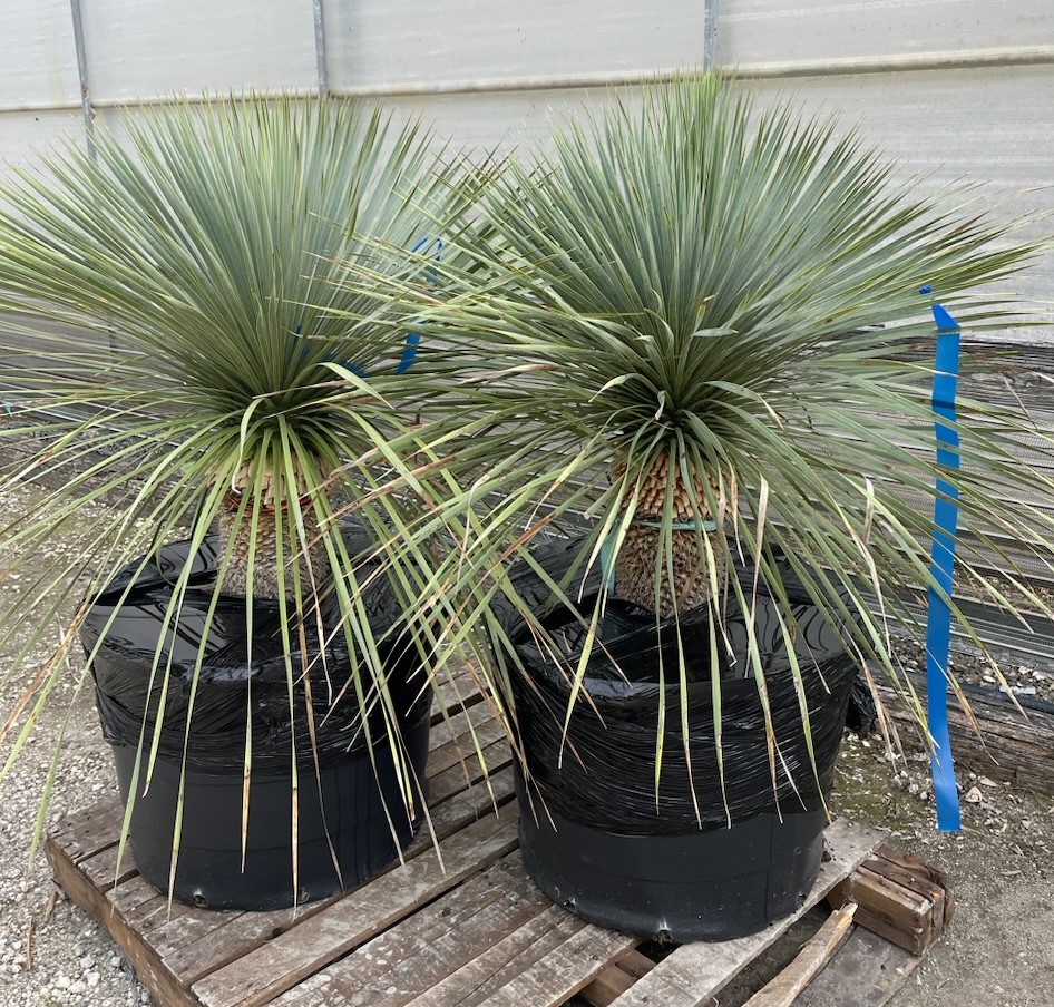 yucca-rostrata-beaked-yucca