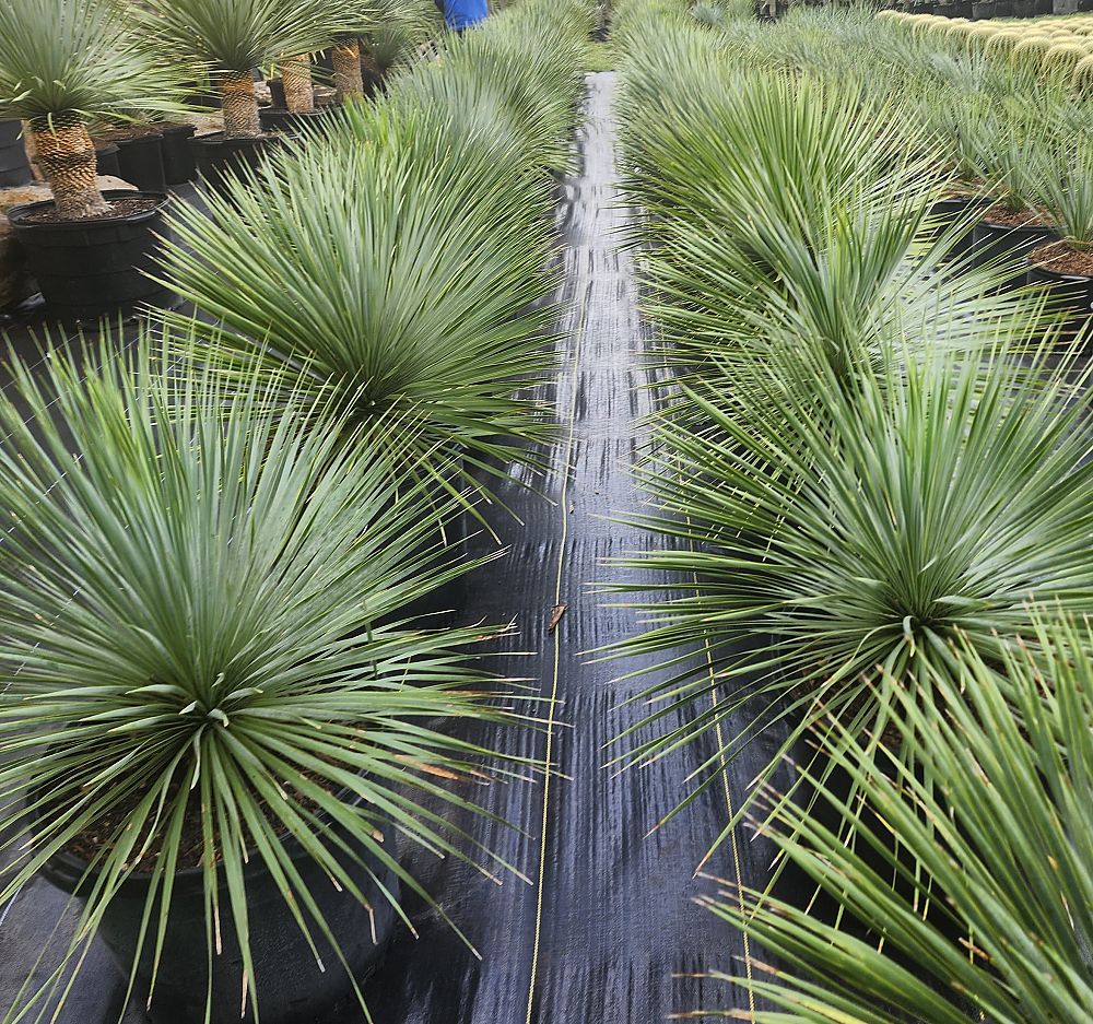 yucca-rostrata-beaked-yucca