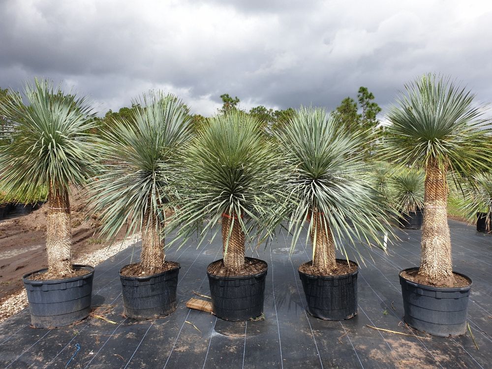 yucca-rostrata-beaked-yucca
