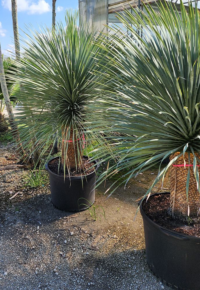 yucca-rostrata-beaked-yucca