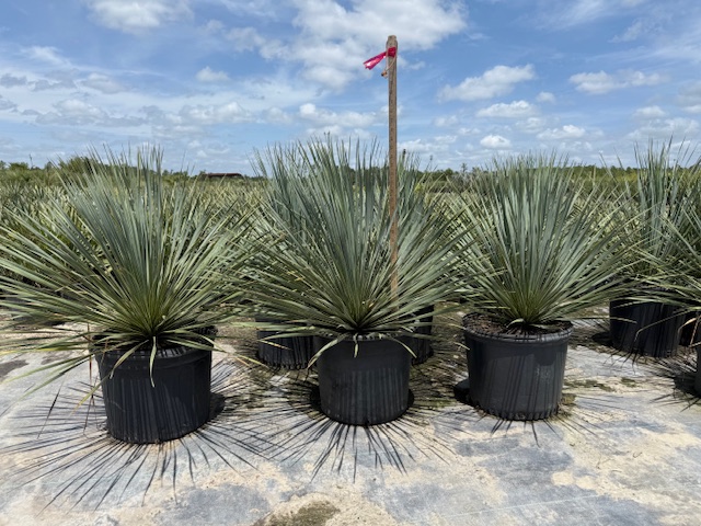 yucca-rostrata-beaked-yucca