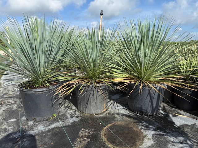 yucca-rostrata-beaked-yucca