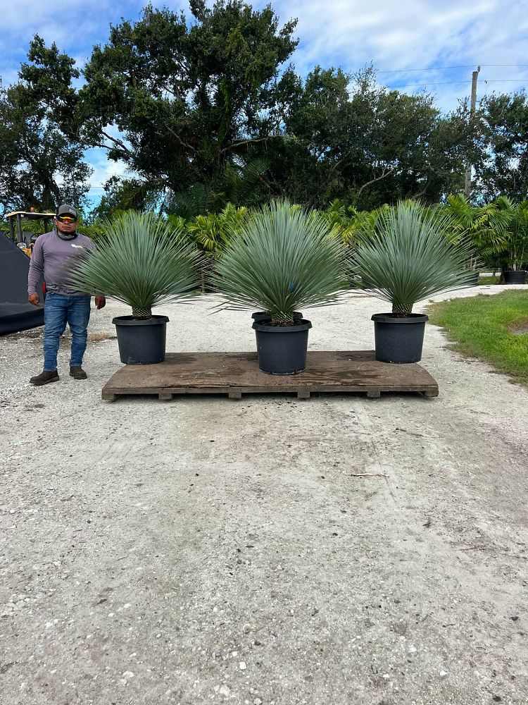 yucca-rostrata-beaked-yucca