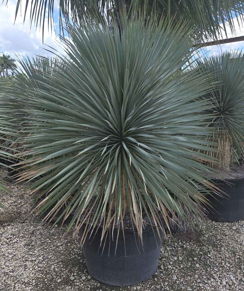 yucca-rostrata-beaked-yucca