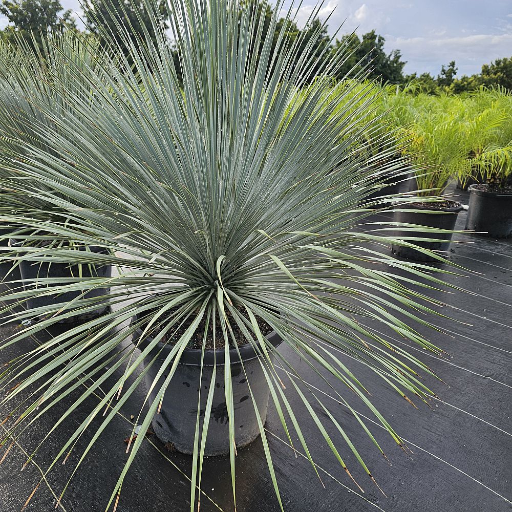yucca-rostrata-beaked-yucca