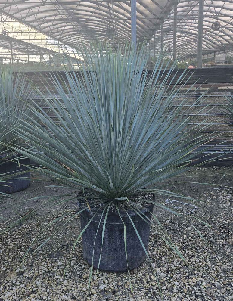 yucca-rostrata-silver-select-beaked-yucca-silver-select