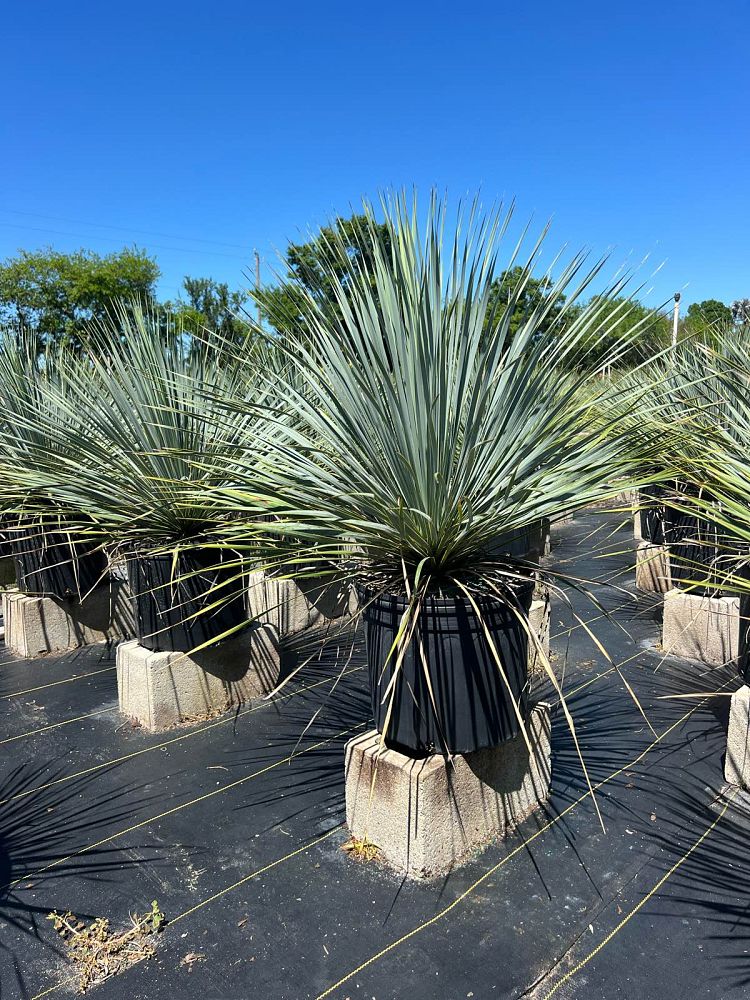 yucca-rostrata-silver-select-beaked-yucca-silver-select