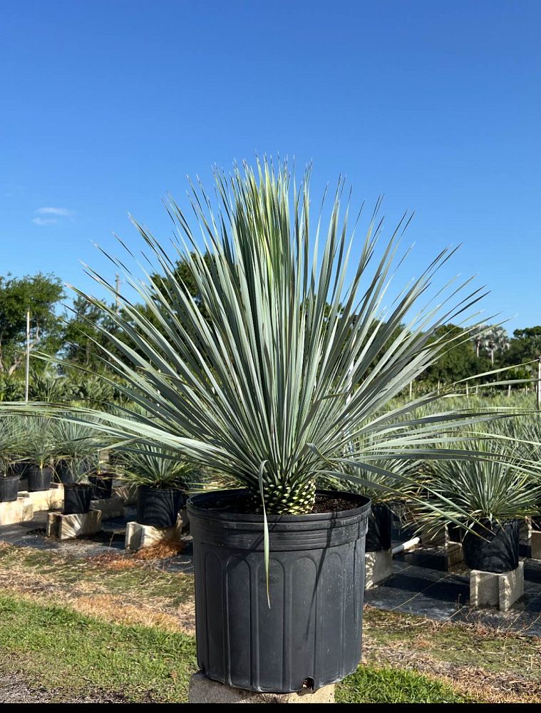 yucca-rostrata-silver-select-beaked-yucca-silver-select