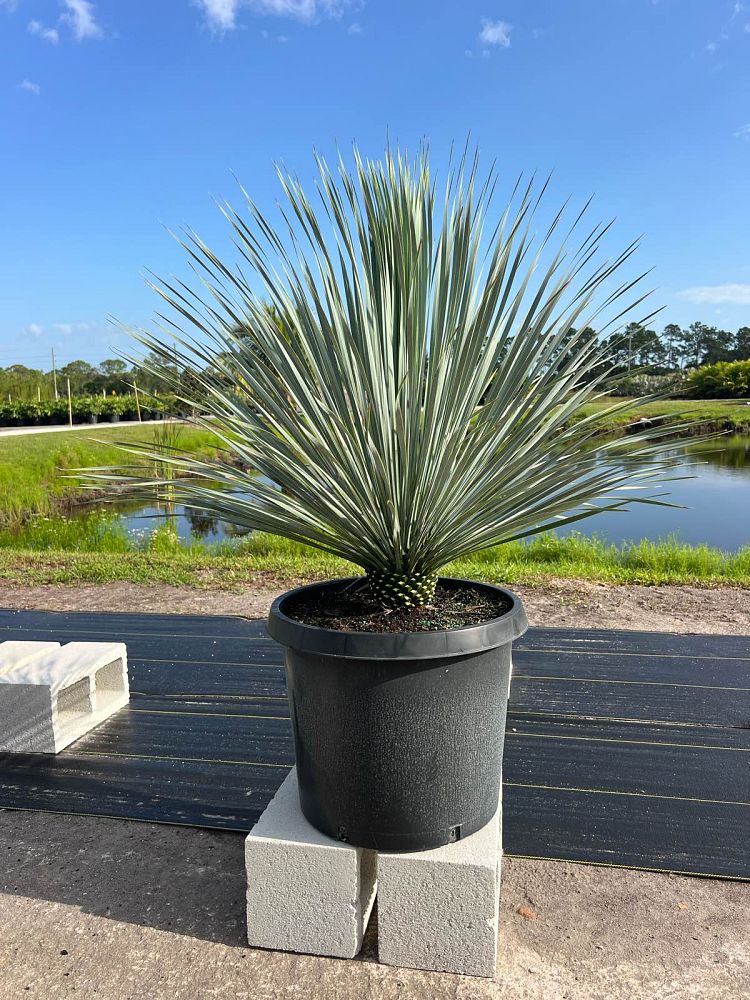 yucca-rostrata-silver-select-beaked-yucca-silver-select