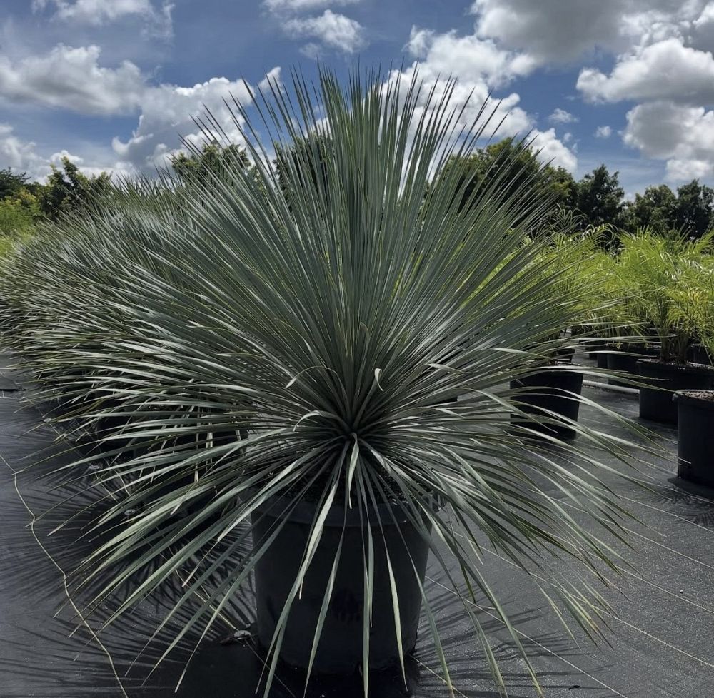 yucca-rostrata-silver-select-beaked-yucca-silver-select