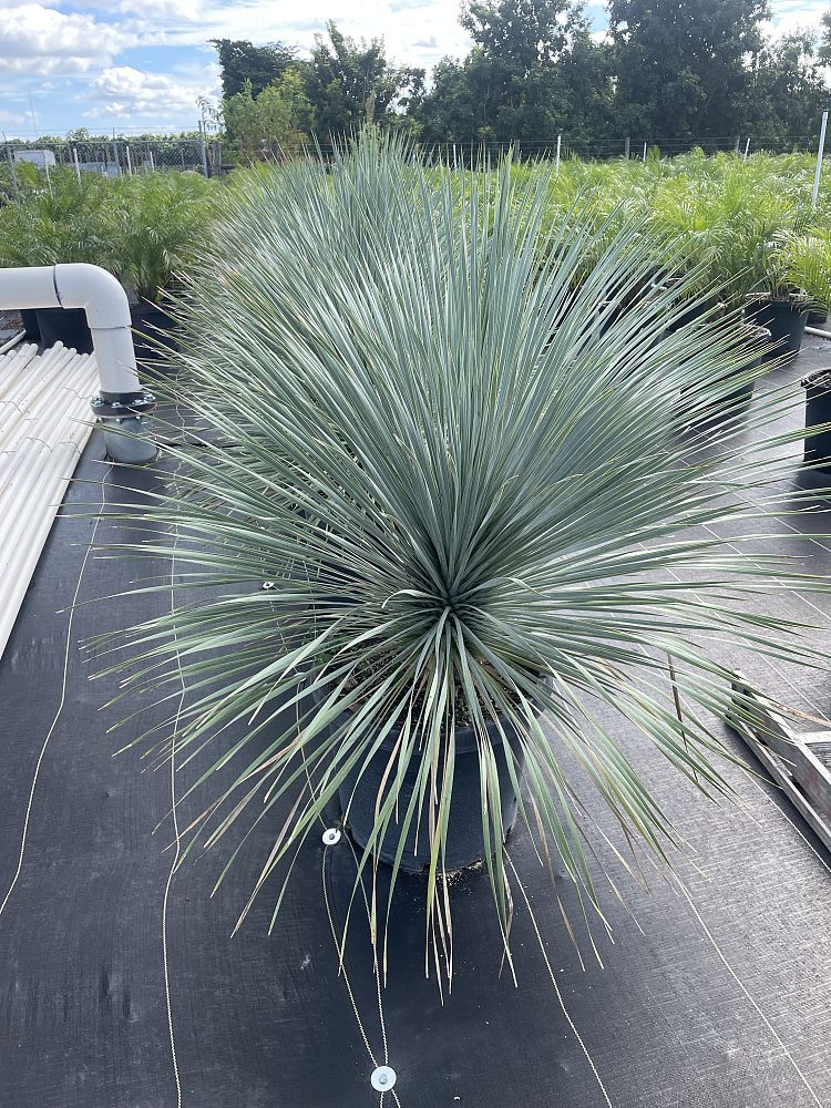 yucca-rostrata-silver-select-beaked-yucca-silver-select