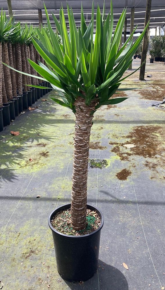 yucca