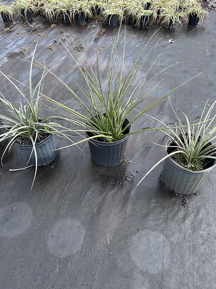 yucca