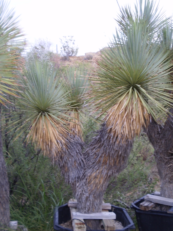 West Texas Plants