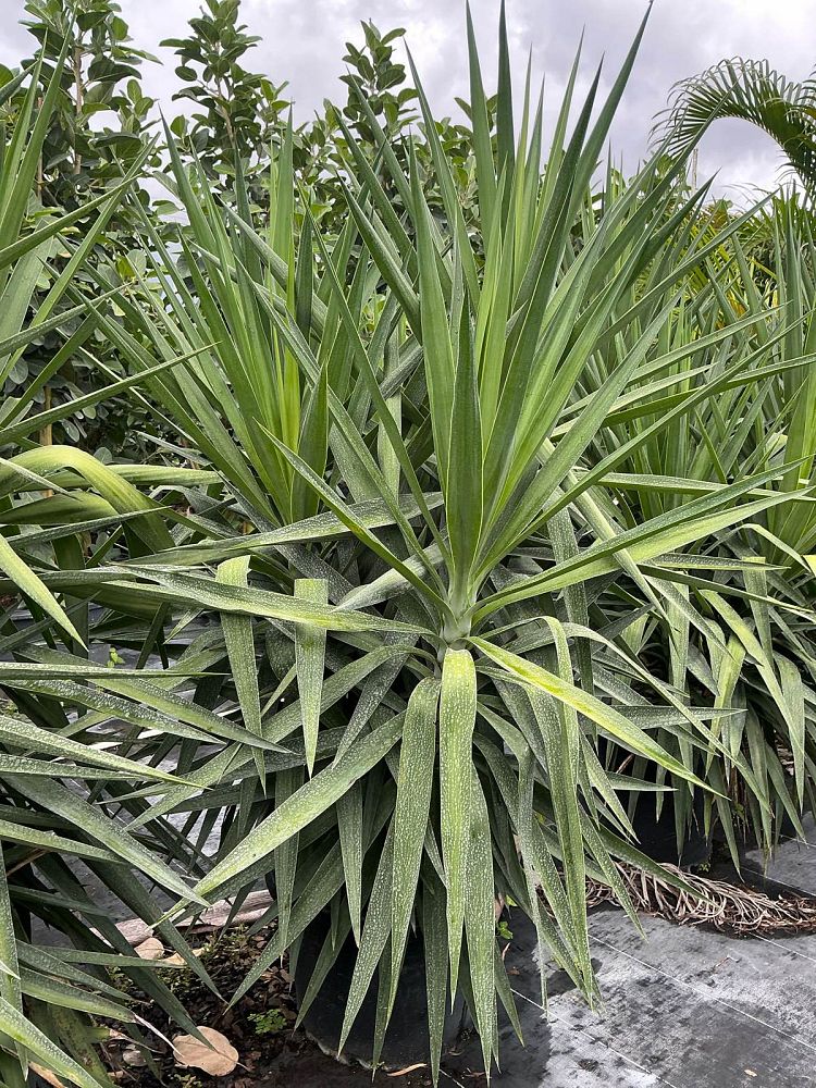 yucca-tips